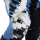 FOX 180 DIGI Image Hose weiß/blau